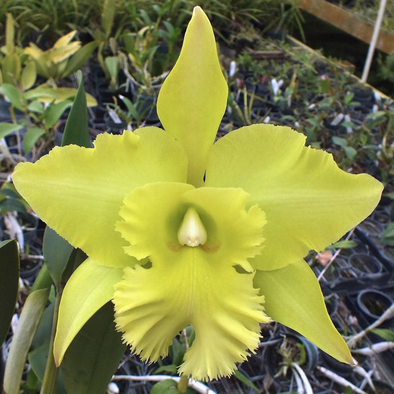 Cattleya Blc. Ports of Paradise