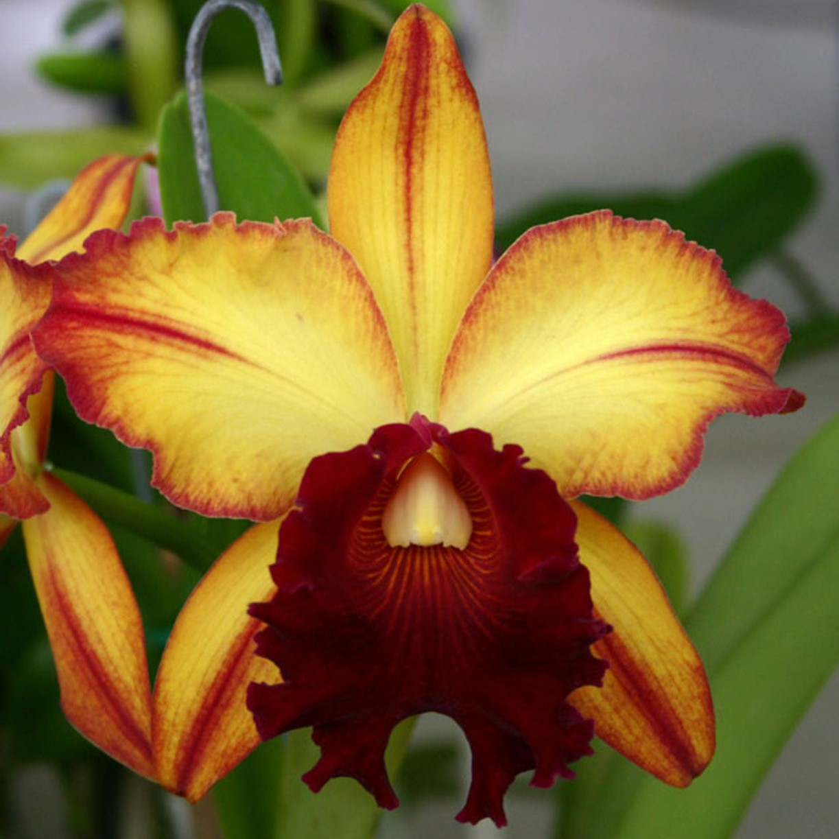 Blc. Toshie Aoki Pizza orchid flower with bright red to orange petals and ruffled lip, large Cattleya blooming Plant, exotic flowering orchid plant for indoor decor and orchid lovers in India
