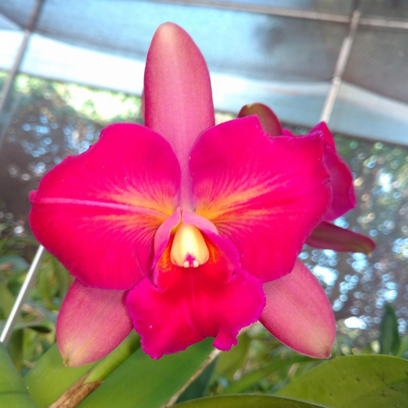 "Brassocattleya Sun King 'Golden Vision' orchid: Brilliant golden-yellow blooms with vibrant orange accents, radiating warmth and beauty."