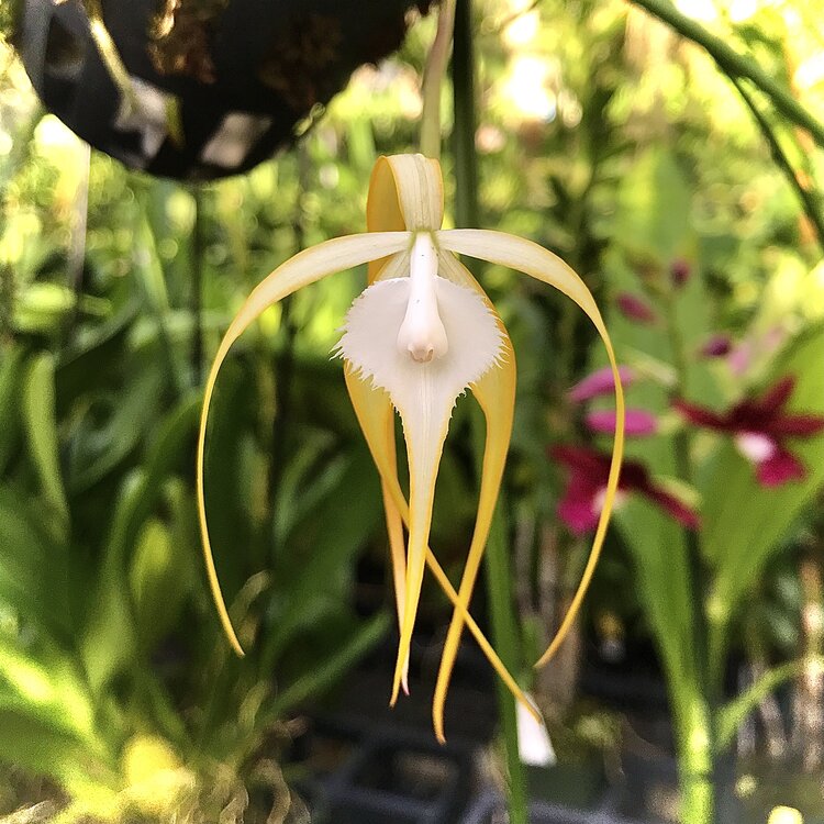 Brassavola Cucullata species orchid flower with extremely long ribbon like green petals, flowing white lip, spider shaped exotic blooms, and fragrant tropical orchid appearance ideal for rare orchid collections, species orchid enthusiasts, and exotic flowering orchid displays in India. Unique Daddy Long Legs orchid with dramatic cascading floral structure and elegant night fragrant blooms.