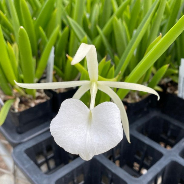 Close up of Brassavola Little Star bloom showing slender white star shaped petals and elongated lip, delicate night fragrant orchid flower with clean minimal appearance.