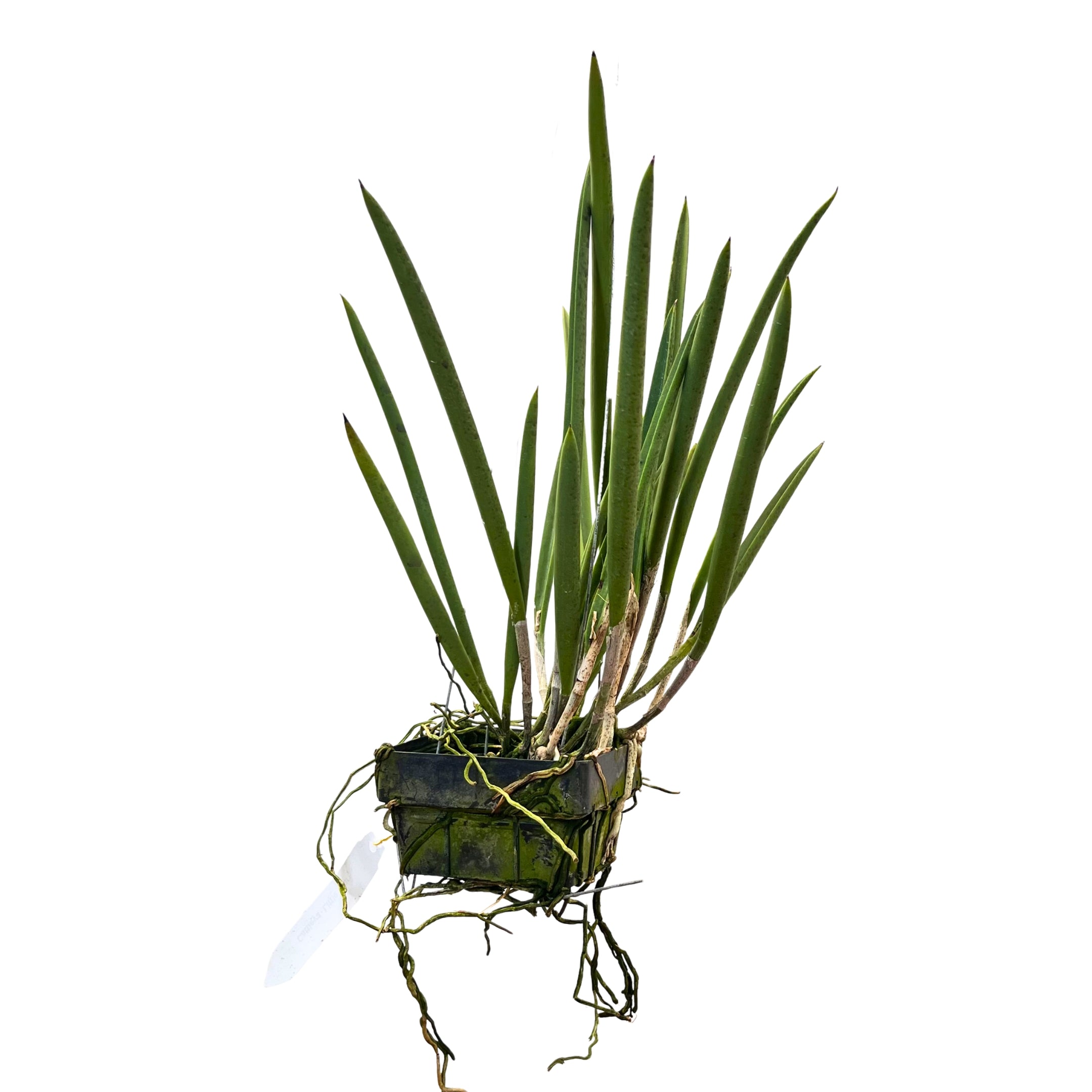 Full Brassavola Little Star orchid plant with long thin pencil like leaves growing outward in a mounted or potted setup, showing natural growth habit, blooming multiple times