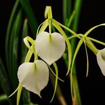 Brassavola Nodosa Lady of the Night orchid flowers with long slender greenish white petals, large heart shaped white lip, and intensely fragrant star shaped blooms, exotic species orchid ideal for mounted orchid culture, hanging baskets, rare orchid collections, and tropical orchid enthusiasts in India. Premium fragrant orchid with elegant nocturnal flowering display and spider like floral appearance.