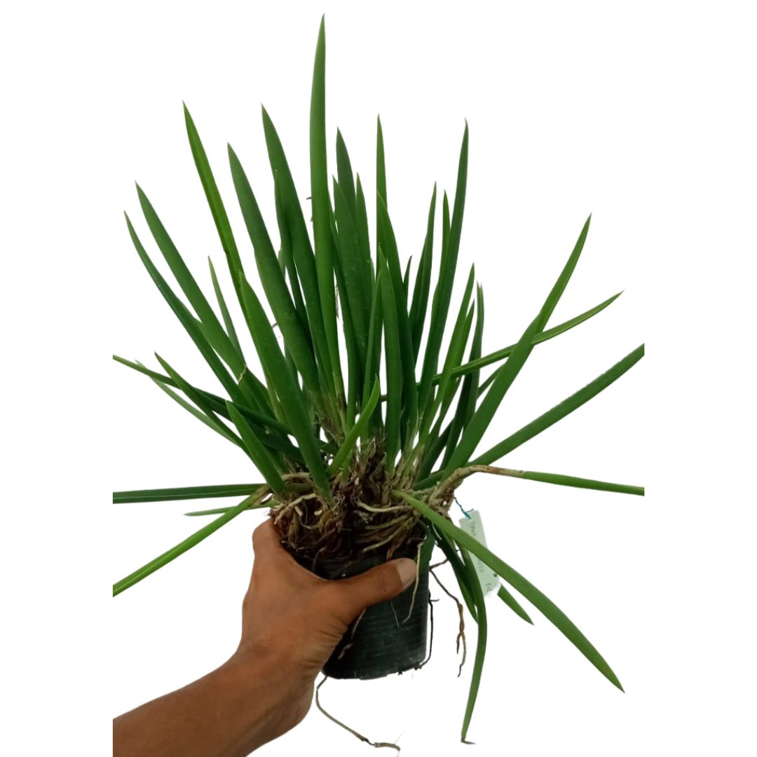 Healthy Brassavola Nodosa species orchid plant with tubular terete leaves, strong aerial roots, mounted orchid growth habit, and fragrant tropical blooms suitable for orchid houses, balcony orchid gardens, greenhouse collections, hanging orchid displays, and exotic species orchid collectors in India. Easy growing fragrant orchid known for repeated blooming and nighttime perfume.