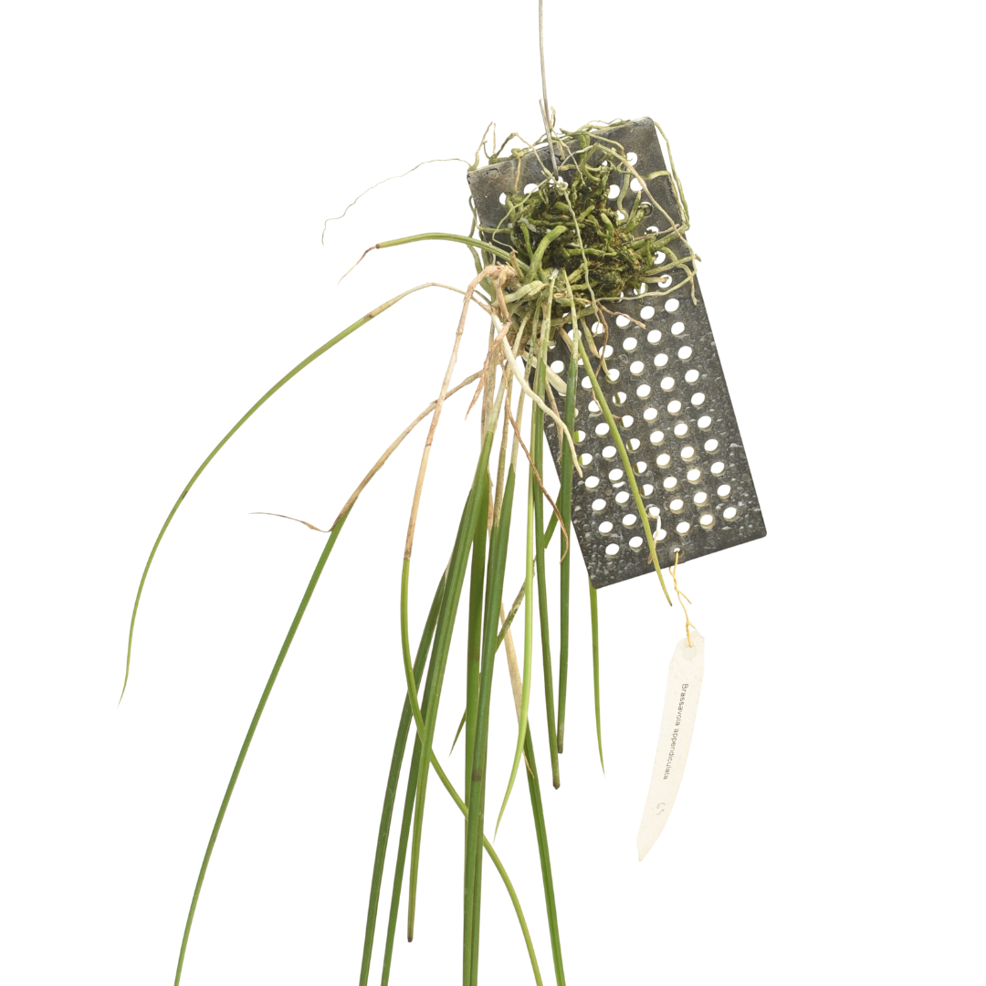 Brassavola appendiculata orchid plant with narrow terete foliage, healthy tropical growth, and compact species orchid appearance suitable for mounted orchid growing, hanging displays, greenhouse collections, and customers looking to buy orchid plants online in India.
