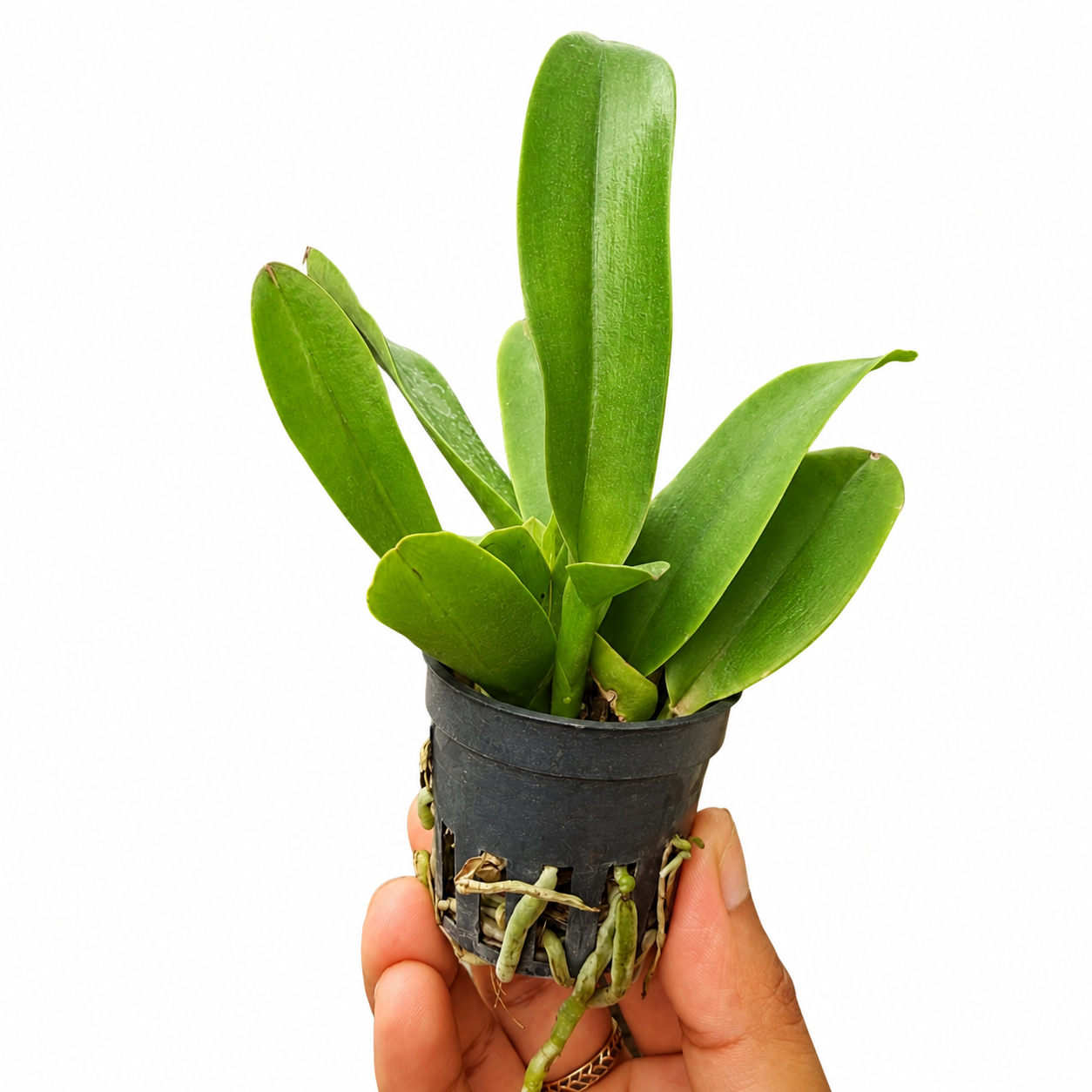 Healthy Brassocatanthe Little Mermaid orchid plant with green foliage and strong growth, available as an orchid plant online in India.