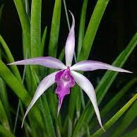 "Brassocattleya Amethyst orchid: Stunning purple blooms with delicate white accents, exuding elegance and beauty."