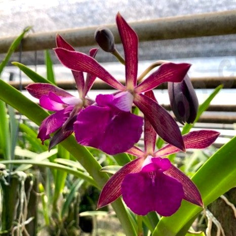 "Brassocattleya Jairak Star x Encyclia randii orchid: Exquisite orchid bloom showcasing vibrant colors and intricate patterns, a unique hybrid beauty."