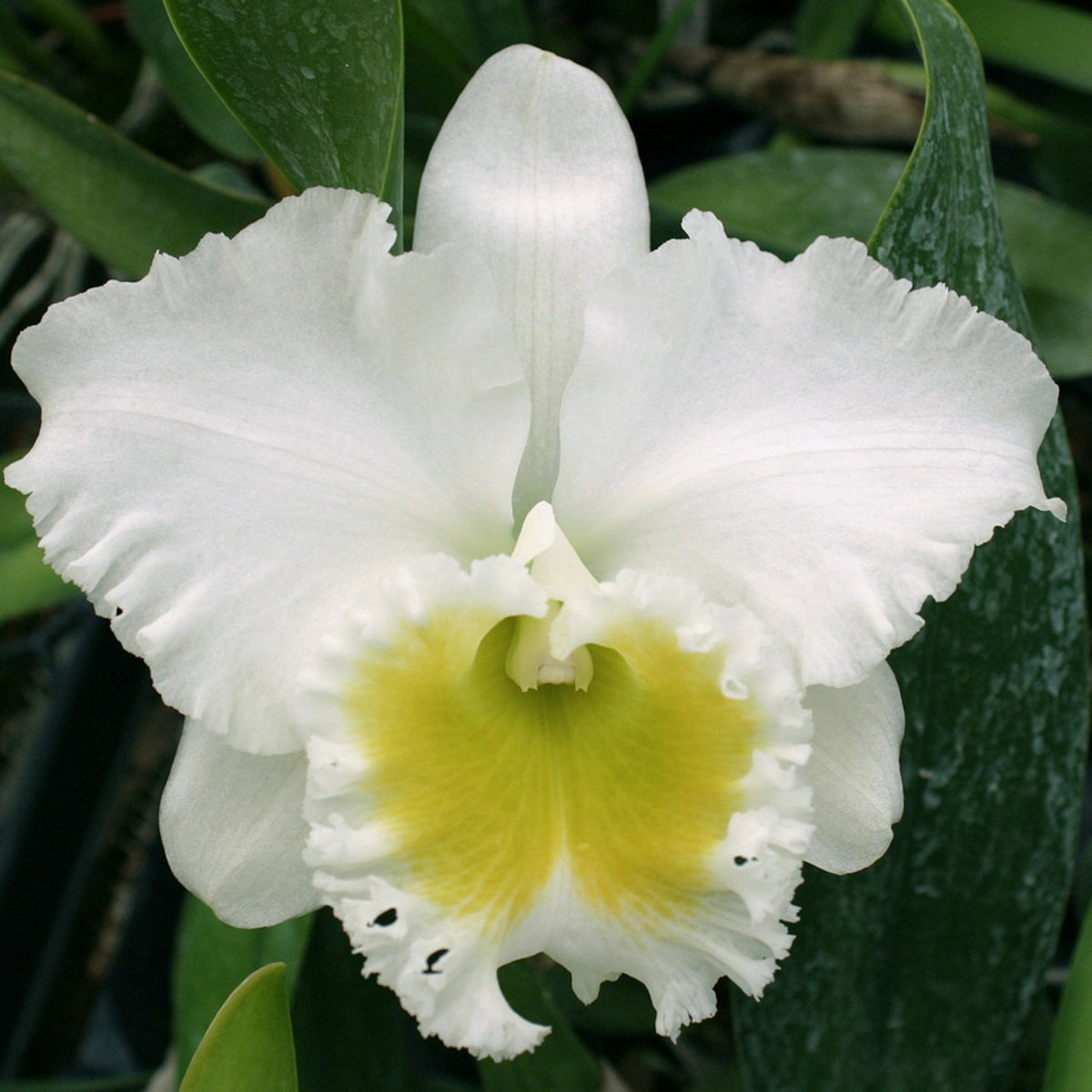Brassocattleya Burdekin Wonder Lakeland orchid flower with pure white ruffled petals and bright lemon yellow throat, elegant Cattleya bloom, exotic flowering orchid plant India