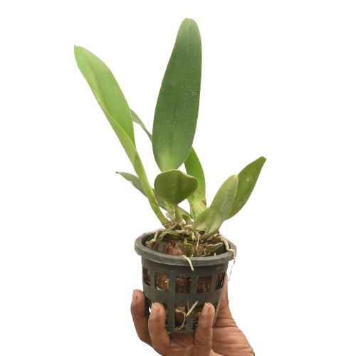 Brassocattleya Burdekin Wonder Lakeland orchid plant with healthy green leaves and pseudobulbs growing in pot, premium white Cattleya hybrid suitable for Indian climate, beginner friendly indoor orchid plant for home decor and balcony garden