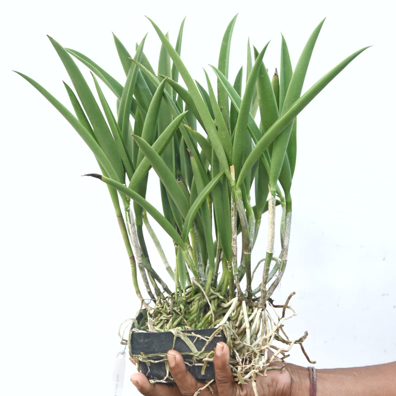 Brassocattleya Jairak Little Star orchid plant with healthy green foliage, compact hybrid growth, and premium tropical orchid appearance suitable for indoor orchid growing, greenhouse collections, orchid shelves, and customers looking to buy exotic orchid plants online in India.