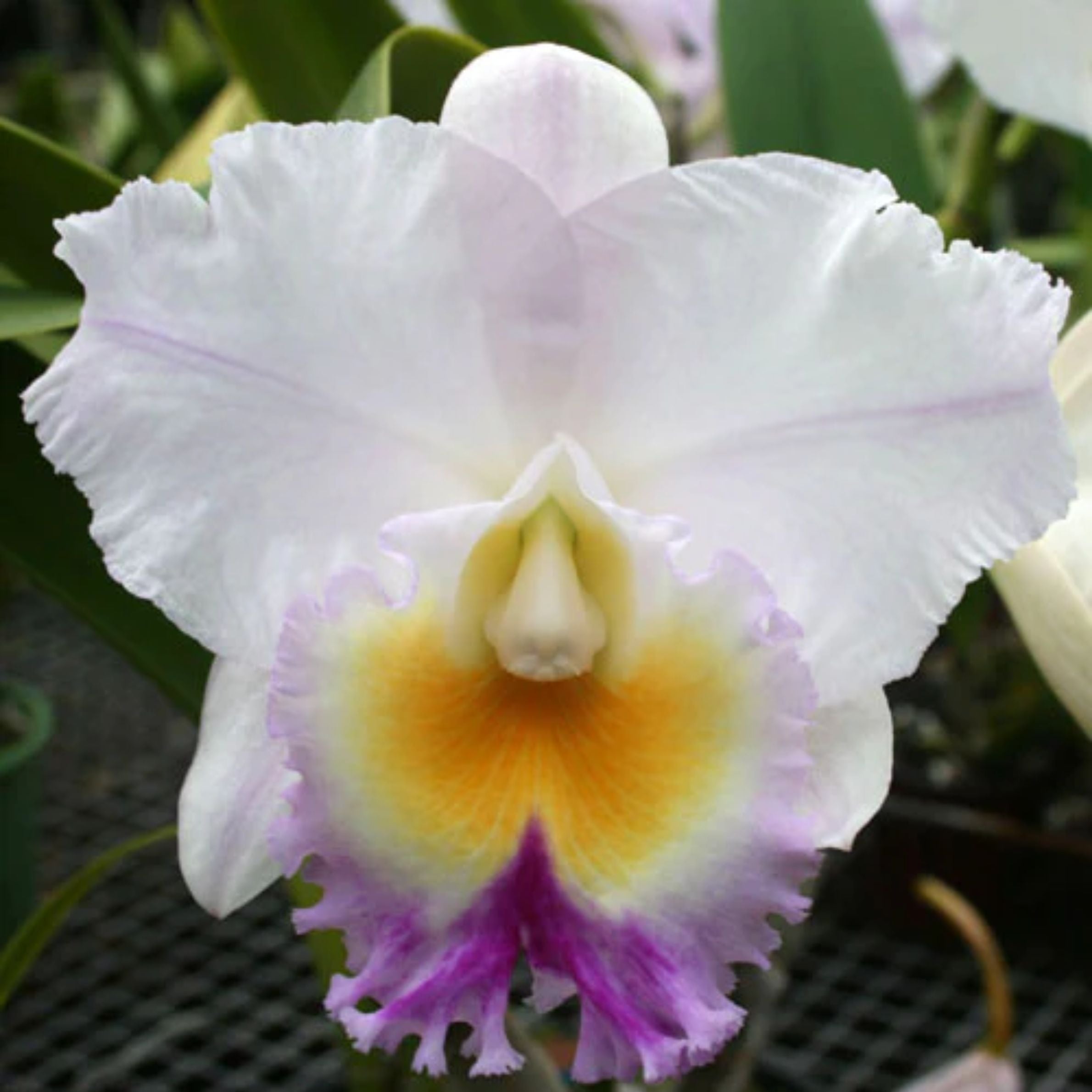 Brassolaeliocattleya California Girl 'Orchilabrary' orchid flower with large showy blooms and classic Cattleya shape.