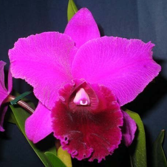 Brassolaeliocattleya João Antonio Nicole Velvet orchid with large lavender and red-purple velvety flowers