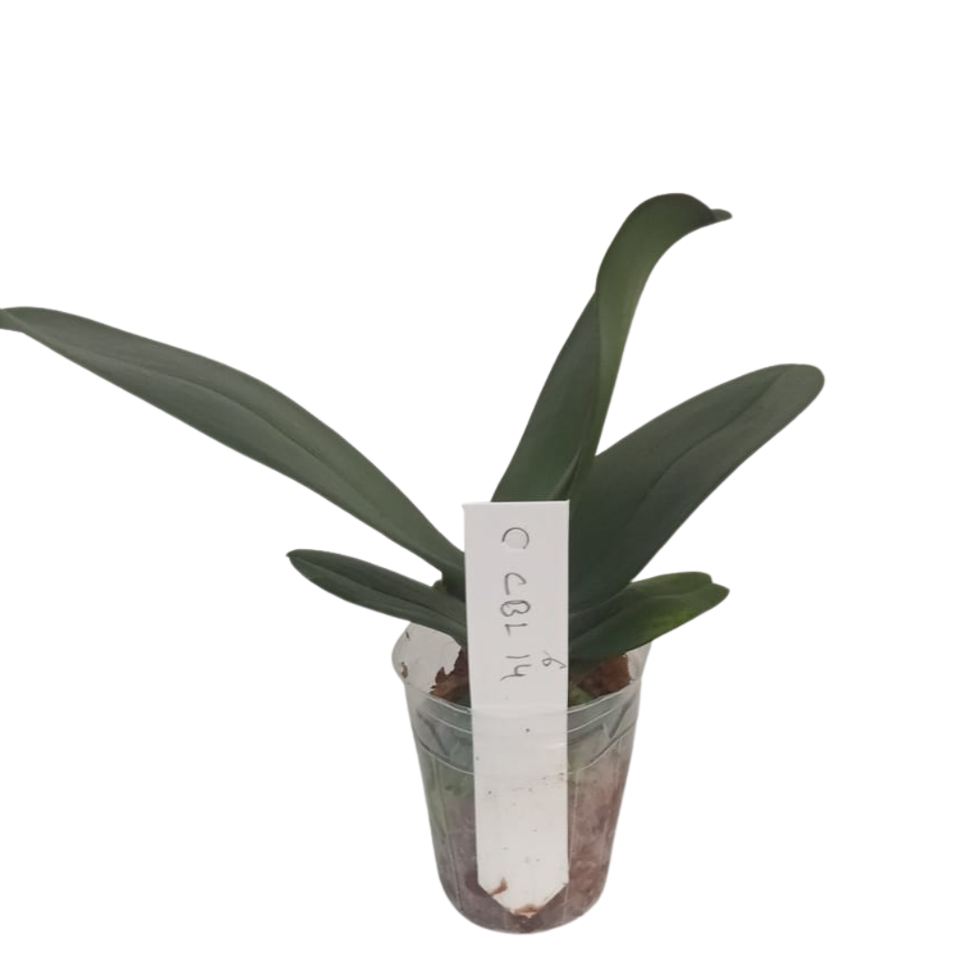 Phalaenopsis Ox King CBL14 orchid with magenta and white speckled blooms, a healthy colourful orchid plant for gifting in India