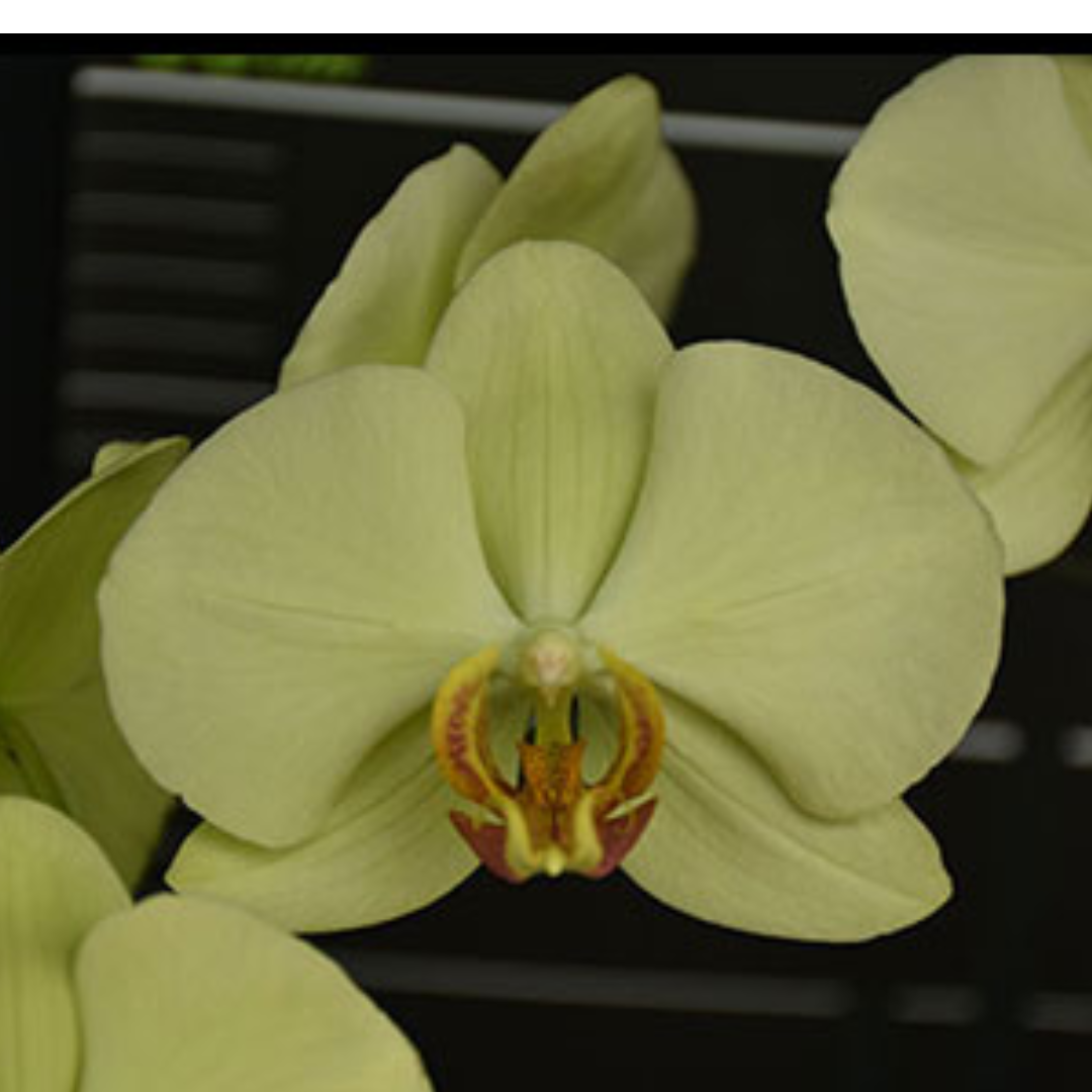 Phalaenopsis Green Parrot Orchid with unique green blooms on an arching spike, a healthy colourful orchid plant for gifting in India