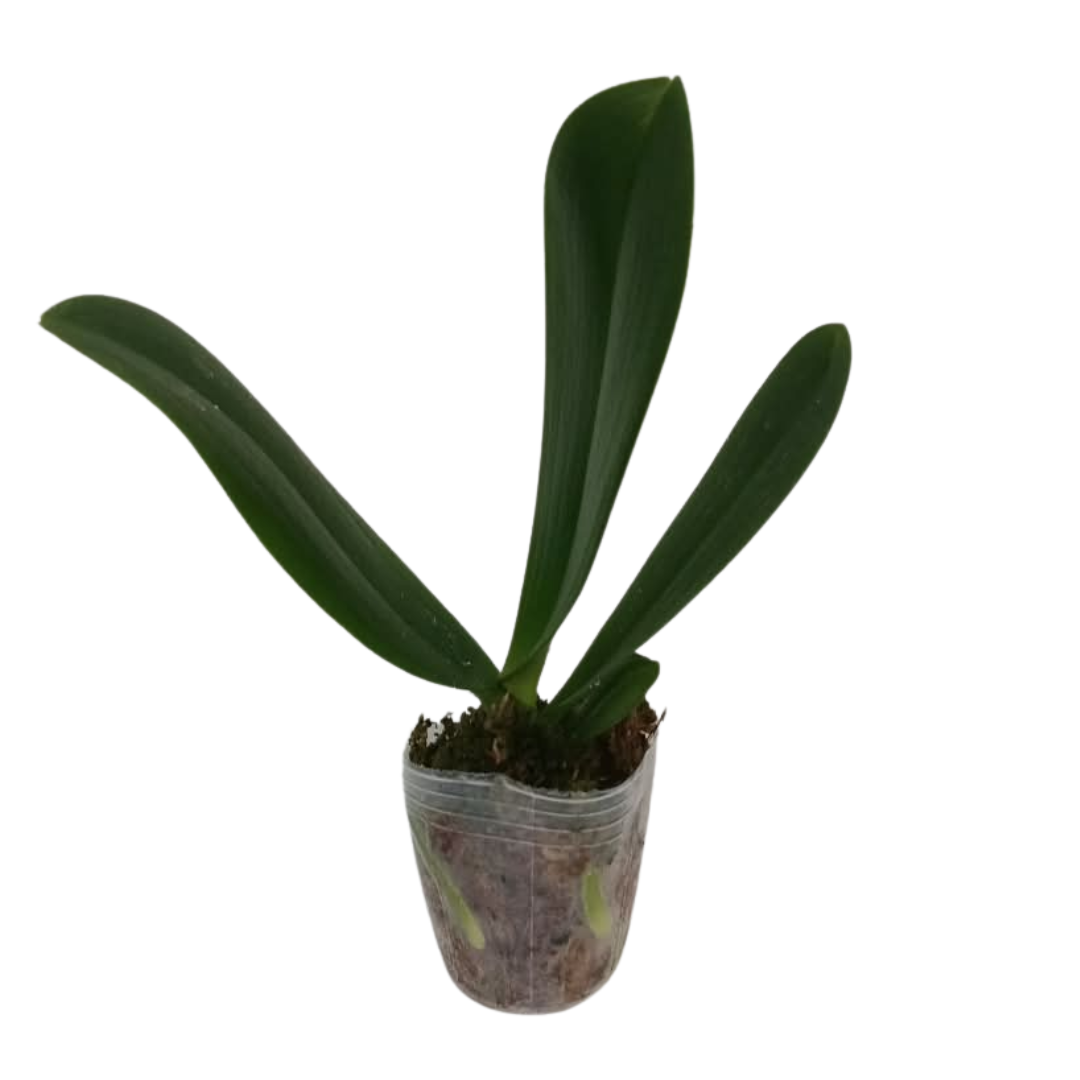 Phalaenopsis Green Parrot Orchid