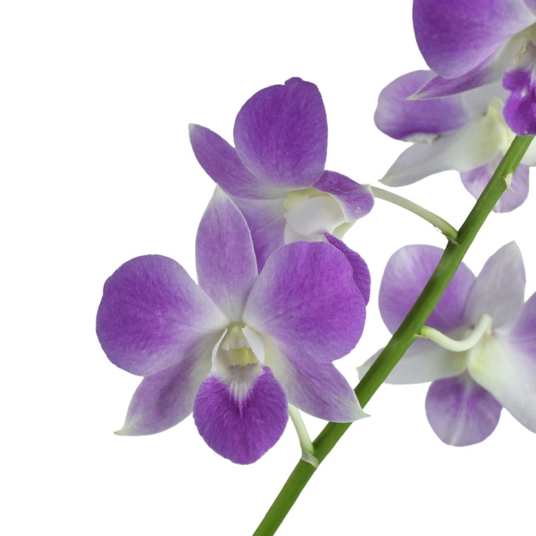 Dendrobium Tanida Pink