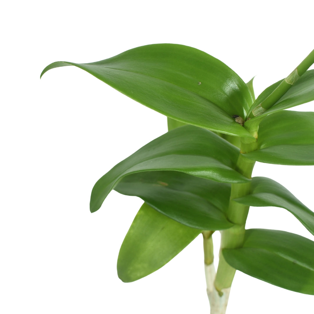 Dendrobium Tanida Pink