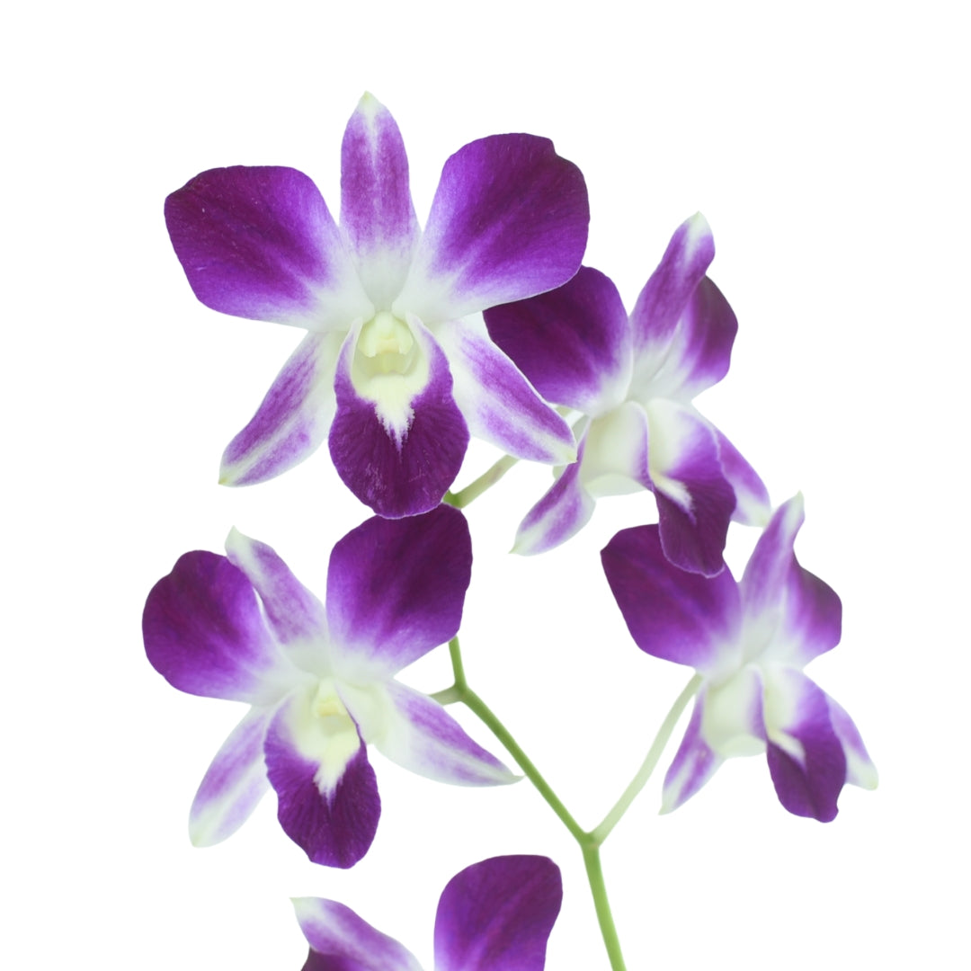 Dendrobium Sonia Purple