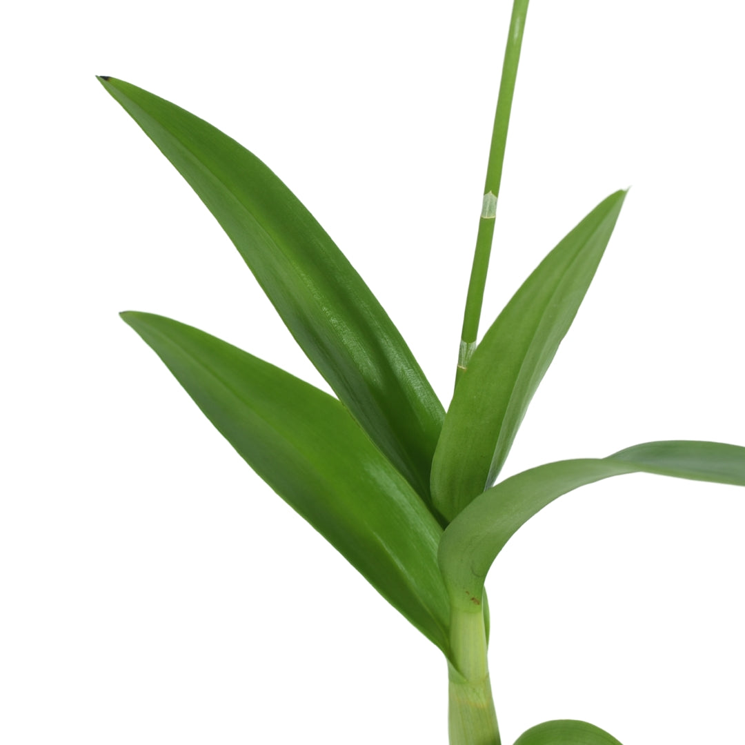 Dendrobium Airy Snow