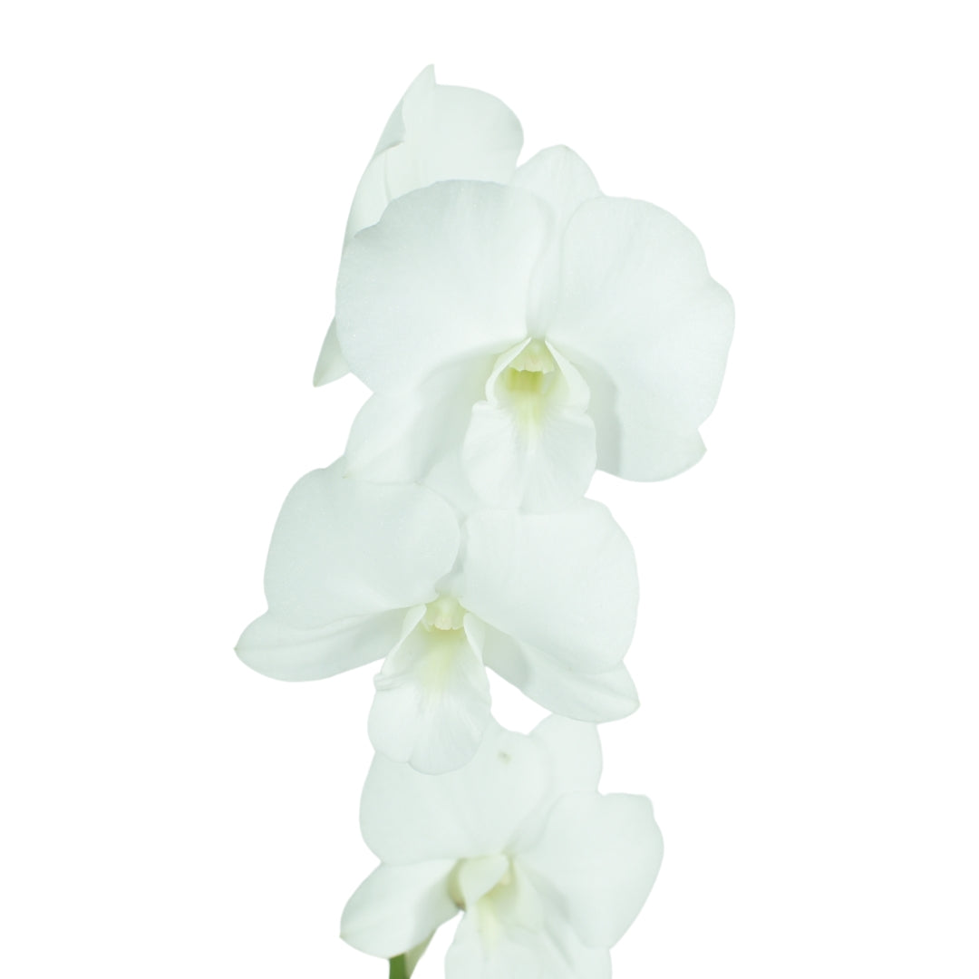 Dendrobium Airy Snow