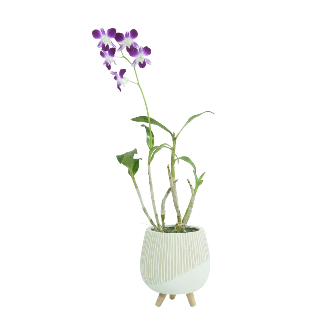 Dendrobium Sonia Purple