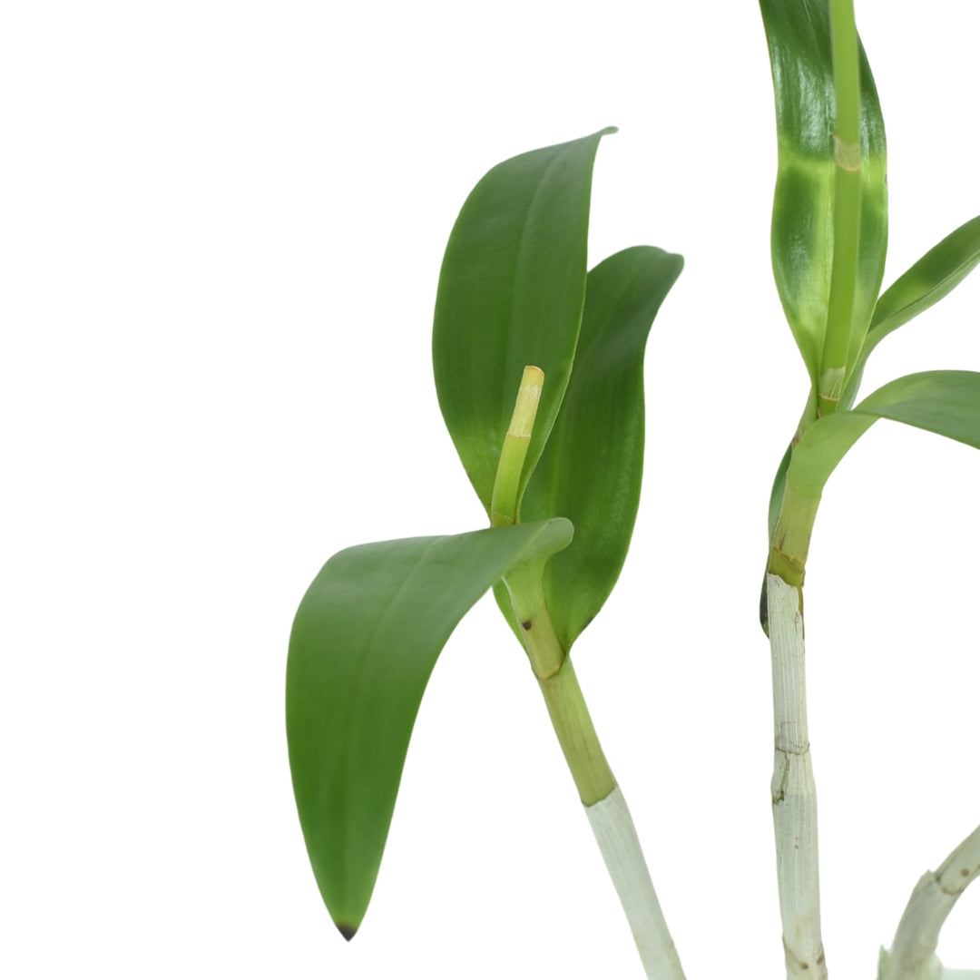 Dendrobium Sonia Purple