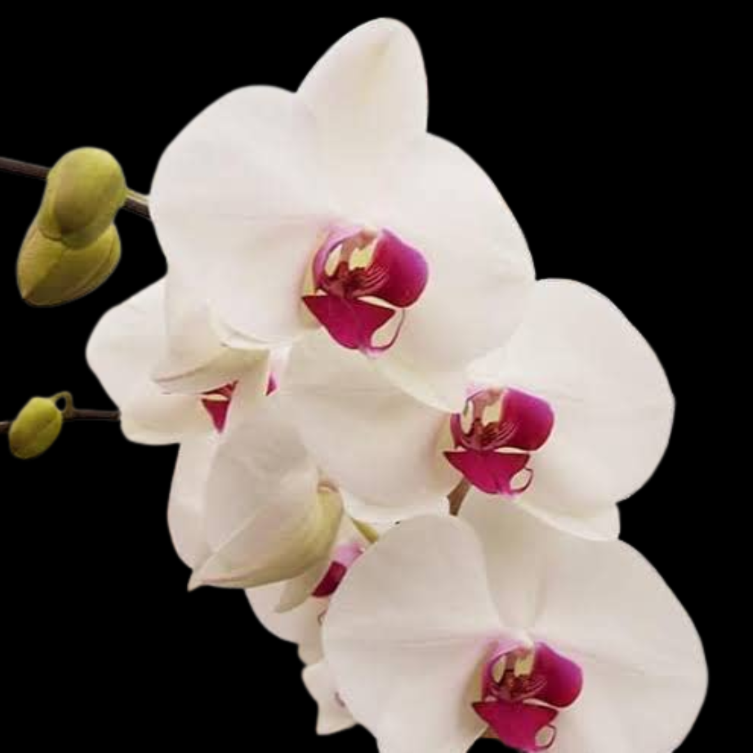 Phalaenopsis Snow White Heart Orchid with elegant white blooms on an arching spike, a healthy orchid plant for gifting in India