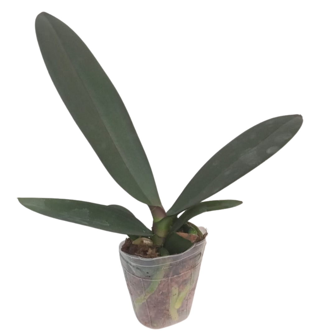 Phalaenopsis Yellow Butterfly Orchid with bright yellow blooms, a healthy colourful orchid plant for gifting in India