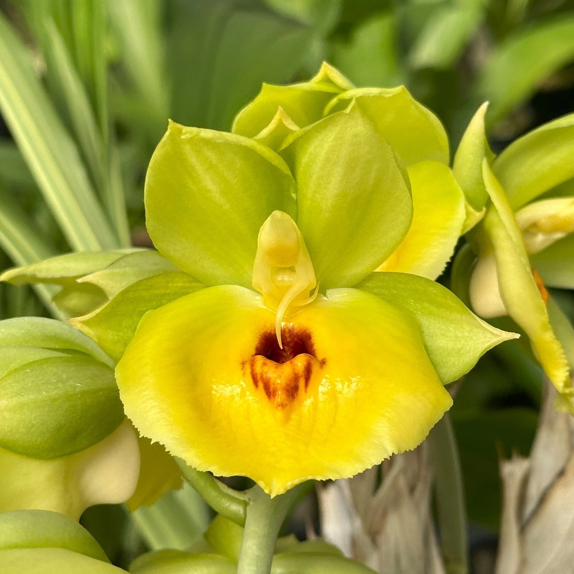 Catasetum Expansum orchid flower displaying unique shape and exotic coloration in bloom.