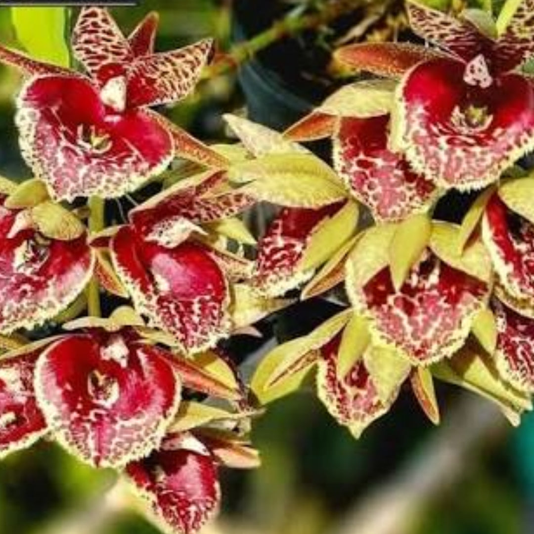 Catasetum Jumbo Waltz orchid flower with exotic blooms, rare collector orchid plant online India with free shipping from Click Orchid.