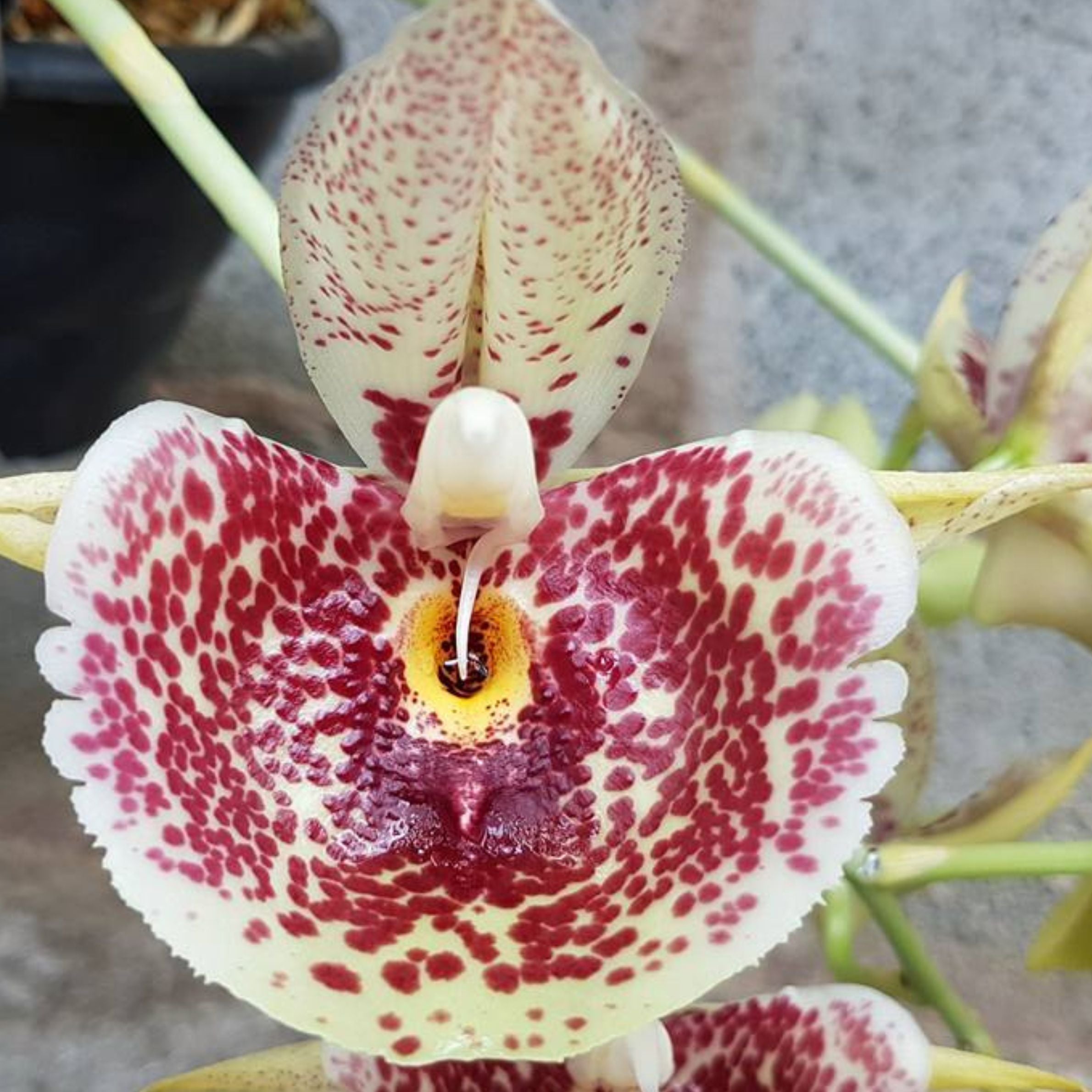 Catasetum Penang flowering orchid with dramatic tropical blooms, thick textured petals and unique form, collector orchid variety with vibrant colors for rare plant enthusiasts.