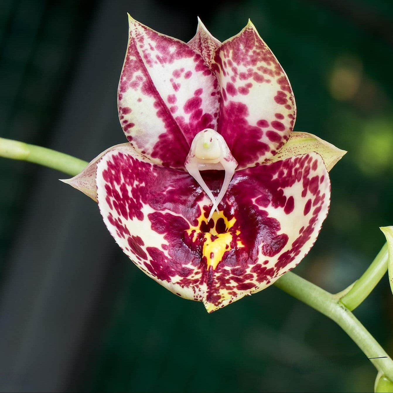 Catasetum Susan Fuchs orchid flowers with large waxy blooms and vibrant colors, exotic catasetum orchid in bloom, rare orchid plant for sale India, ideal for orchid collectors and tropical flower lovers.