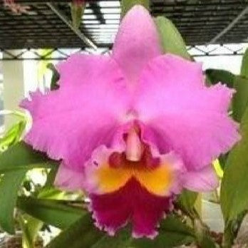 Cattleya Lake Cachuma "New Spring"