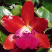 Cattleya Loog Tone Red