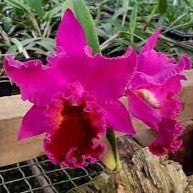 Cattleya Purple Ruby x Lc.Piratte King Red Sun