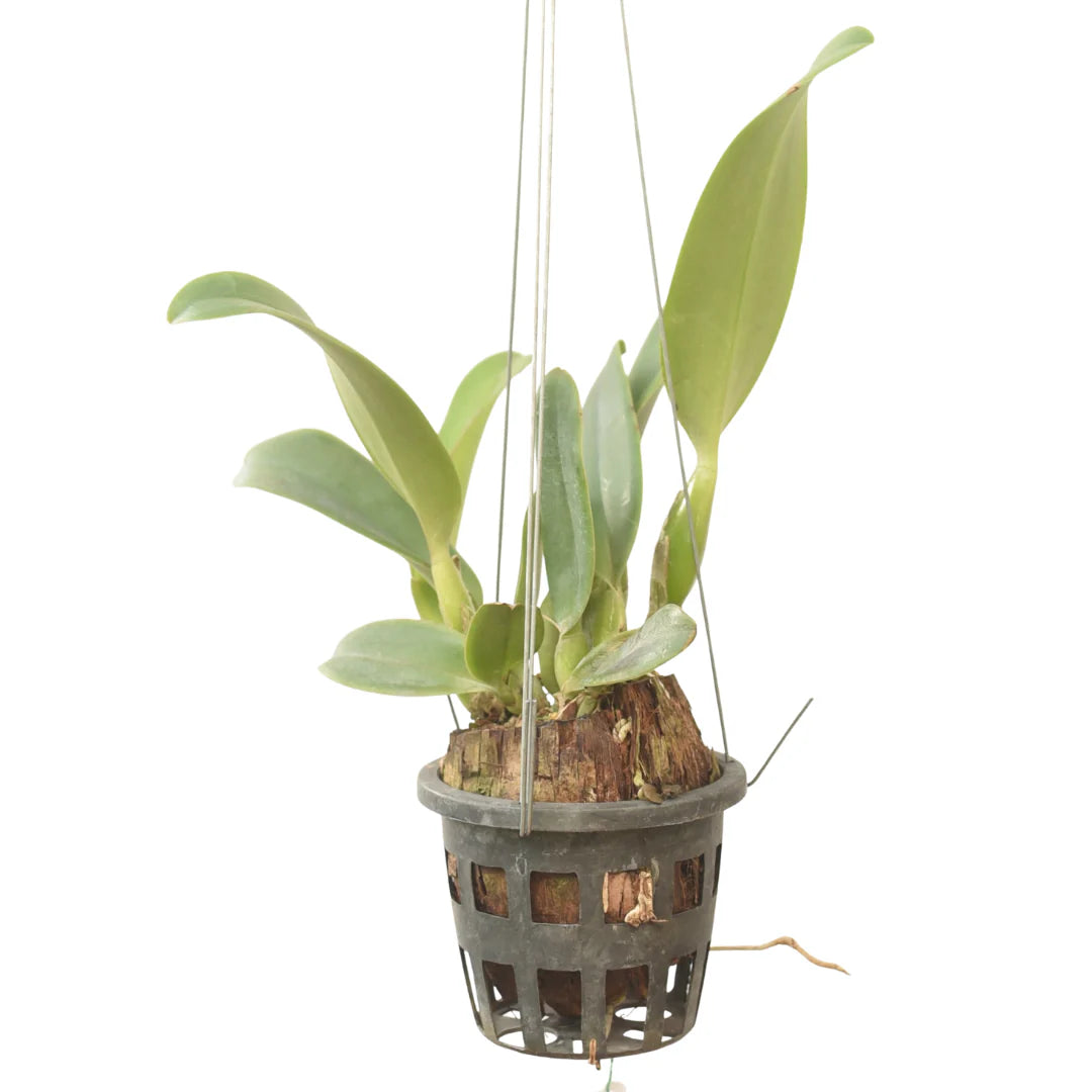Rhyncholaeliocattleya Almakee Tip Malee Cattleya orchid plant with green, healthy foliage and vibrant yellow and magenta flowers available online in India
