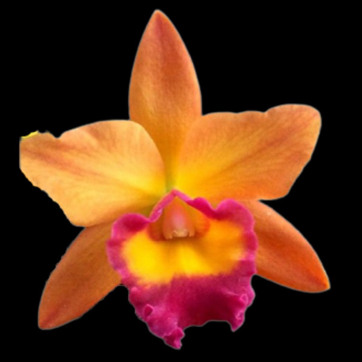 Cattleya Chief Sweet Orange orchid flower with fiery orange and golden yellow petals, red pink ruffled lip and waxy texture, exotic tropical Cattleya bloom, flowering orchid plant India at Click Orchid
