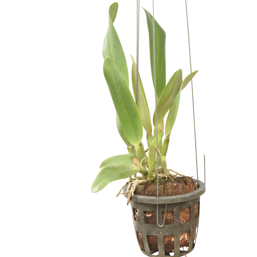 Cattleya Chief Sweet Orange orchid plant with healthy green leaves and pseudobulbs growing in pot, fragrant beginner friendly Cattleya hybrid suitable for Indian climate, indoor orchid plant for home decor and balcony garden