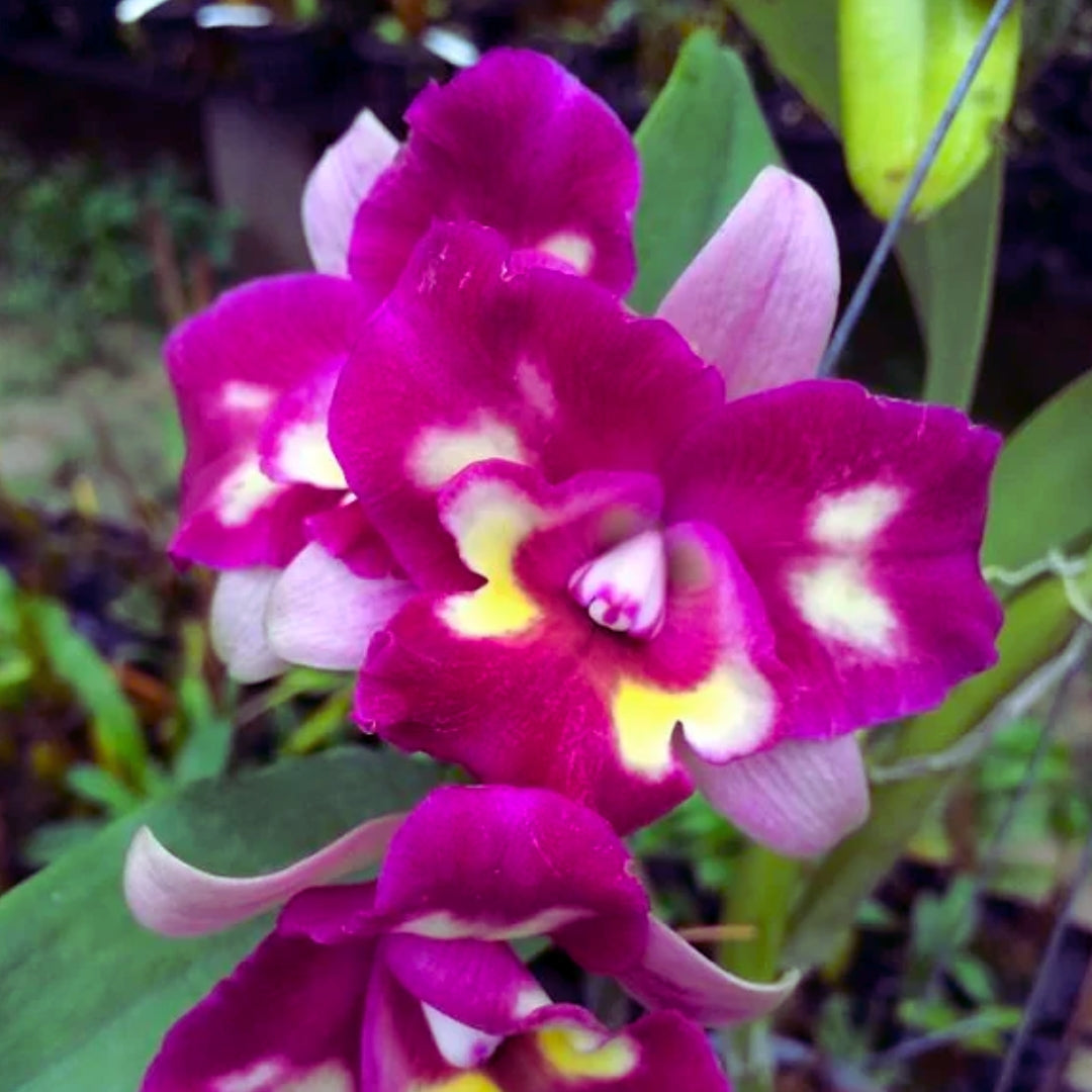 Large ruffled flowers of Cattleya Chomyong Beauty orchid displaying classic Cattleya form and vibrant blooms.