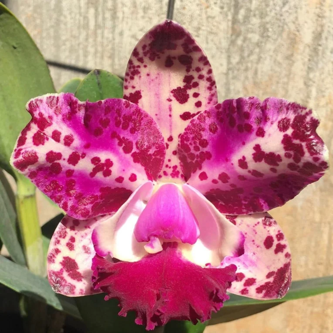 Cattleya Da She Cognac orchid flower with elegant Cattleya blooms, exotic flowering orchid and beautiful orchid plant for gifting.