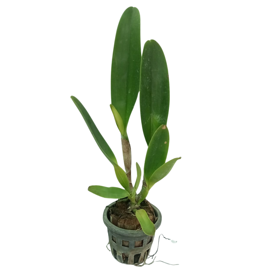 Cattleya Da She Cognac live orchid plant with healthy green foliage, premium Cattleya orchid plant for collections, gifting and online purchase in India.