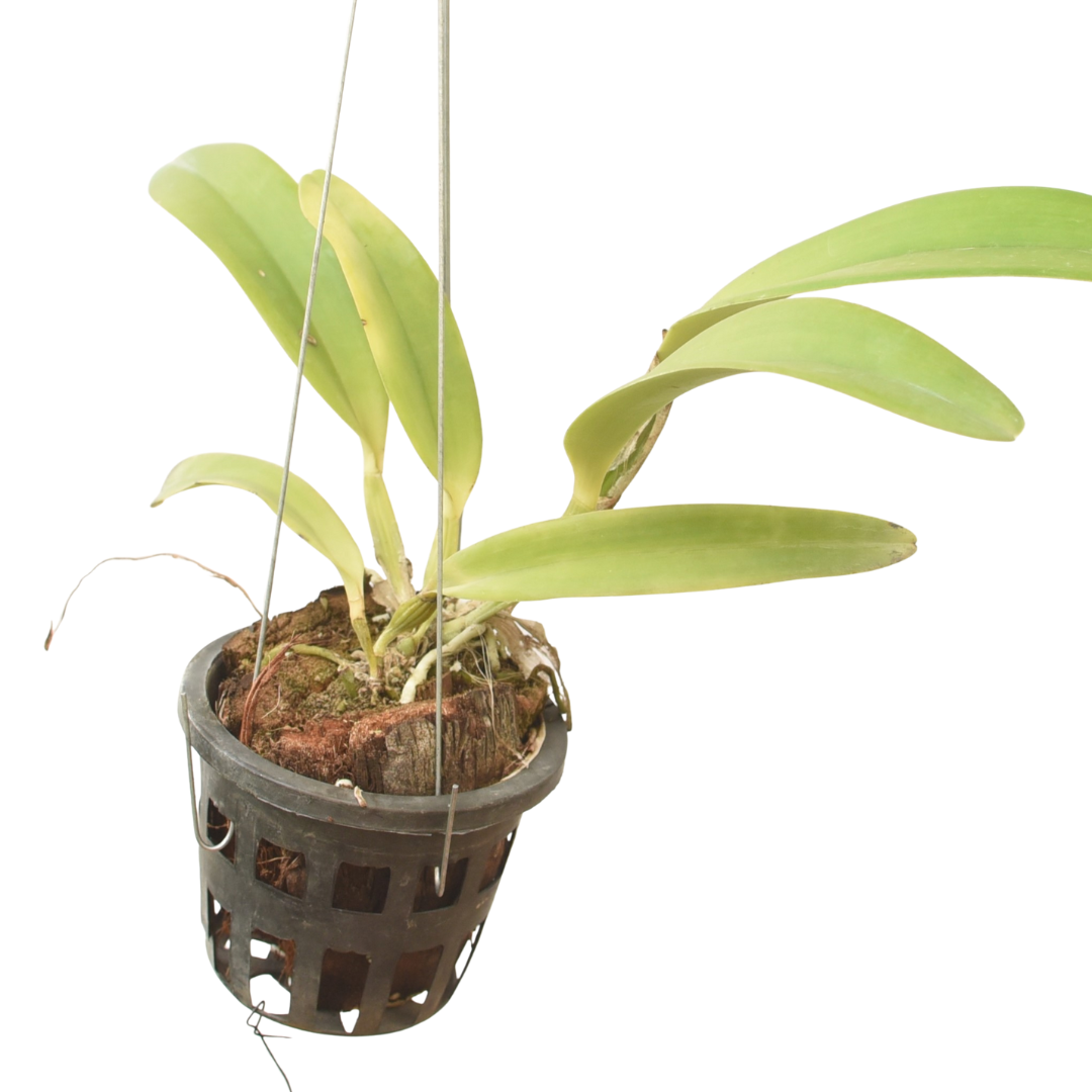 Laeliocattleya Dr. Peng X C. Lueddemanniana live Cattleya orchid plant with healthy green foliage for orchid lovers in India
