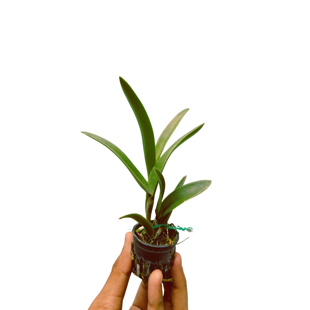 Rhyncholaeliocattleya George Suzuki orchid plant with healthy green leaves, growing in pot, healthy Cattleya hybrid suitable for Indian climate, beginner friendly indoor orchid plant for home decor and balcony garden