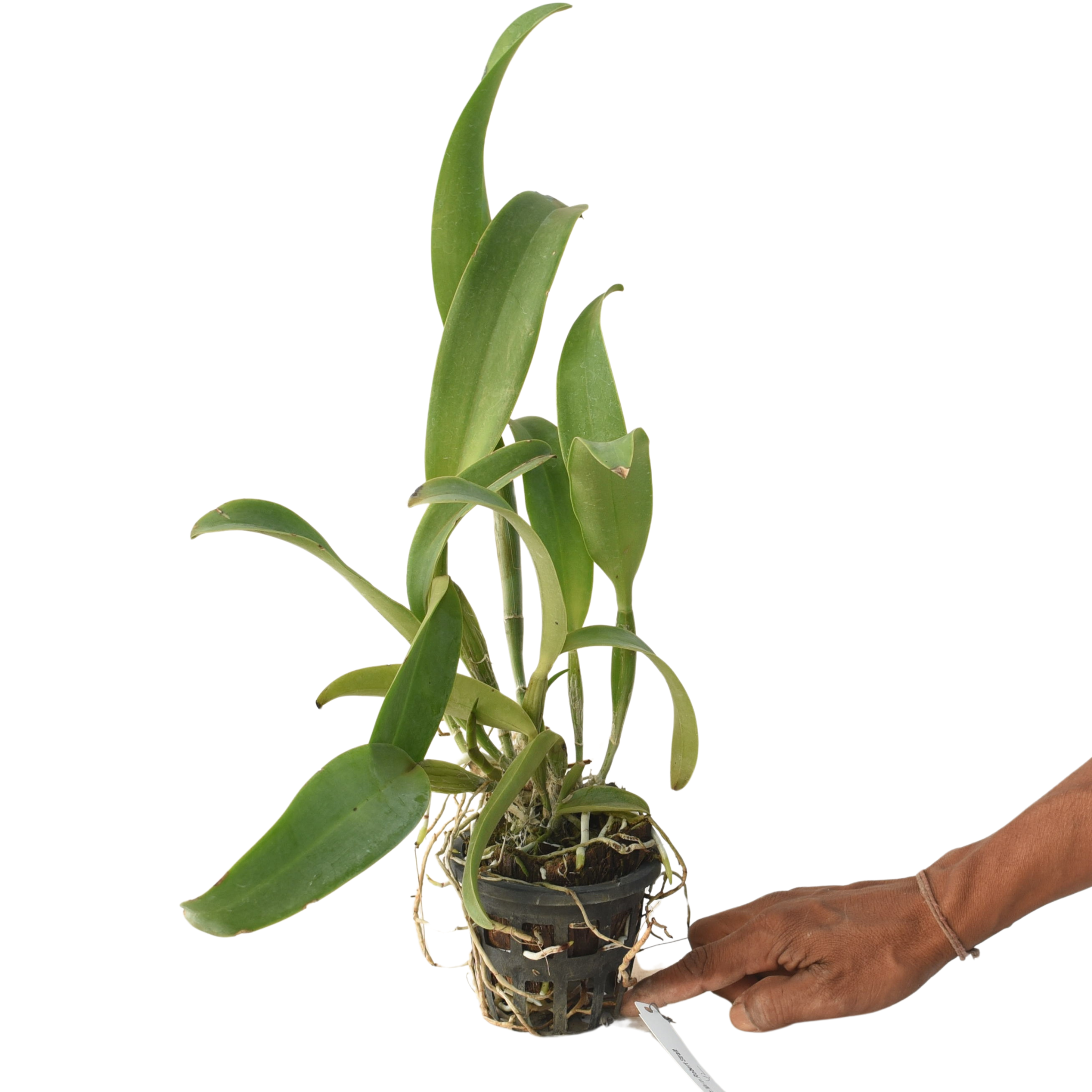 Healthy Cattleya Memoria Robert Strait orchid plant with strong pseudobulbs, lush green foliage, and vigorous growth suitable for orchid collections, indoor growing, greenhouse cultivation, and customers searching for premium live orchid plants in India.