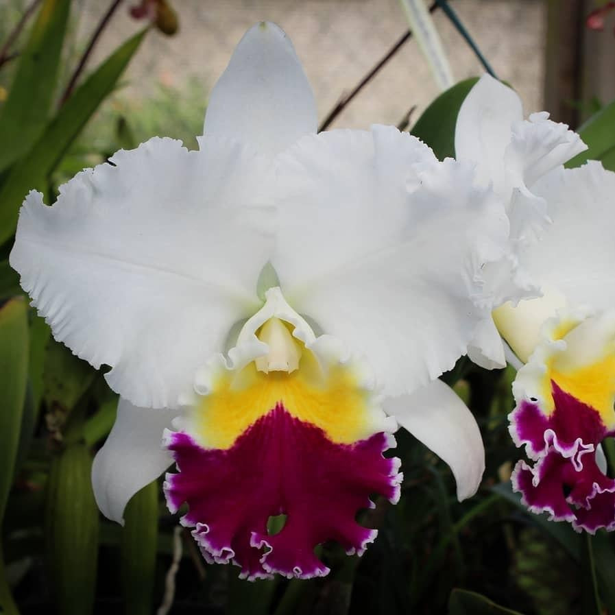 Cattleya Mikkie Nagata 'Orchidlabrary' orchid flower with large vibrant blooms and classic Cattleya form, available online in India.
