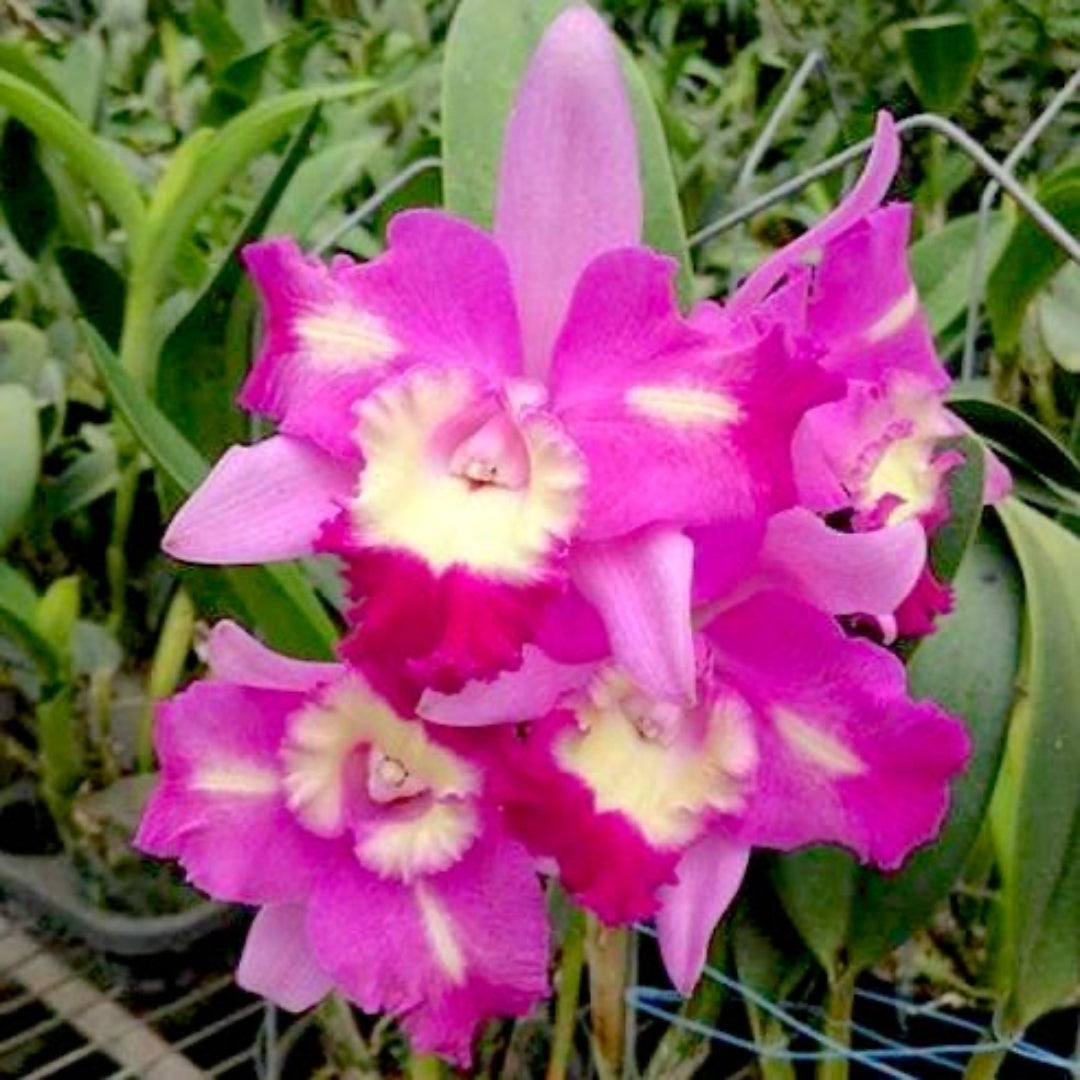 Cattleya Qing Ming Cat orchid flowers in vibrant magenta pink with creamy white and pale yellow throat, exotic pink Cattleya orchid blooms, buy orchid plants online India