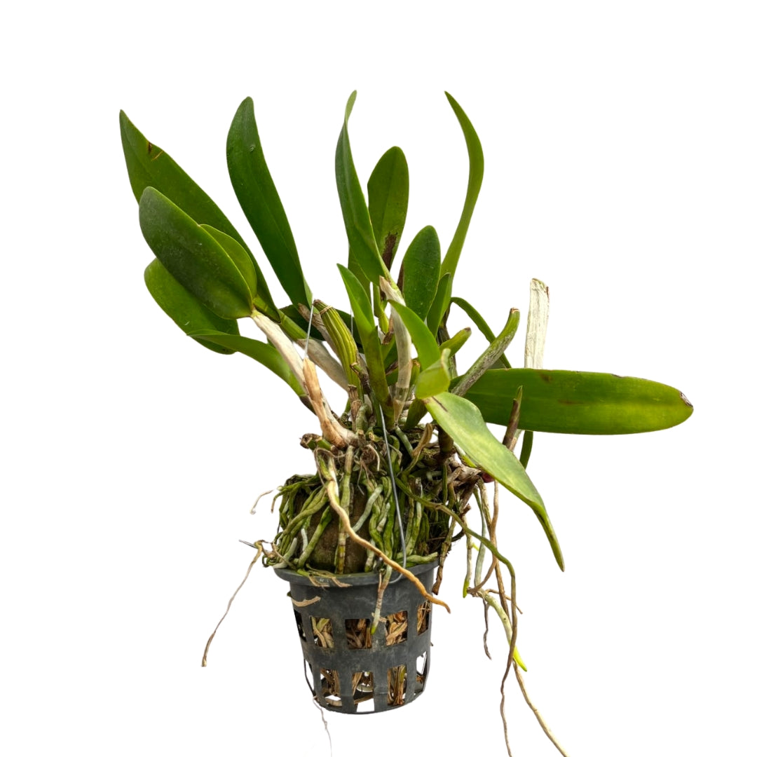 Cattleya Qing Ming Cat orchid plant with healthy green leaves, exotic Cattleya orchid plant online India, premium live orchid plants for home gardens and orchid collections