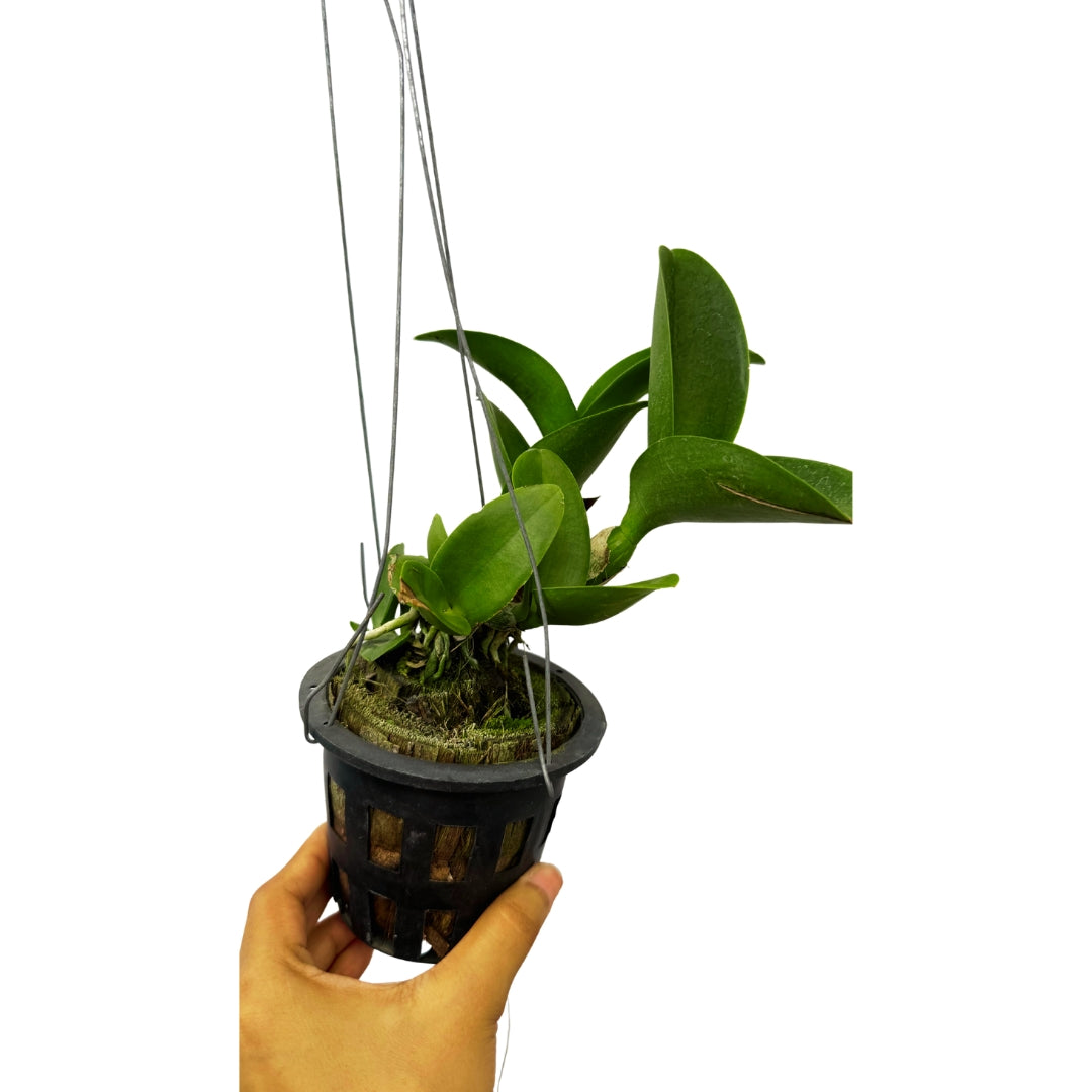 Premium Cattleya River Kwai Rivers live orchid plant with healthy leaves and well established growth, ideal for orchid collections.