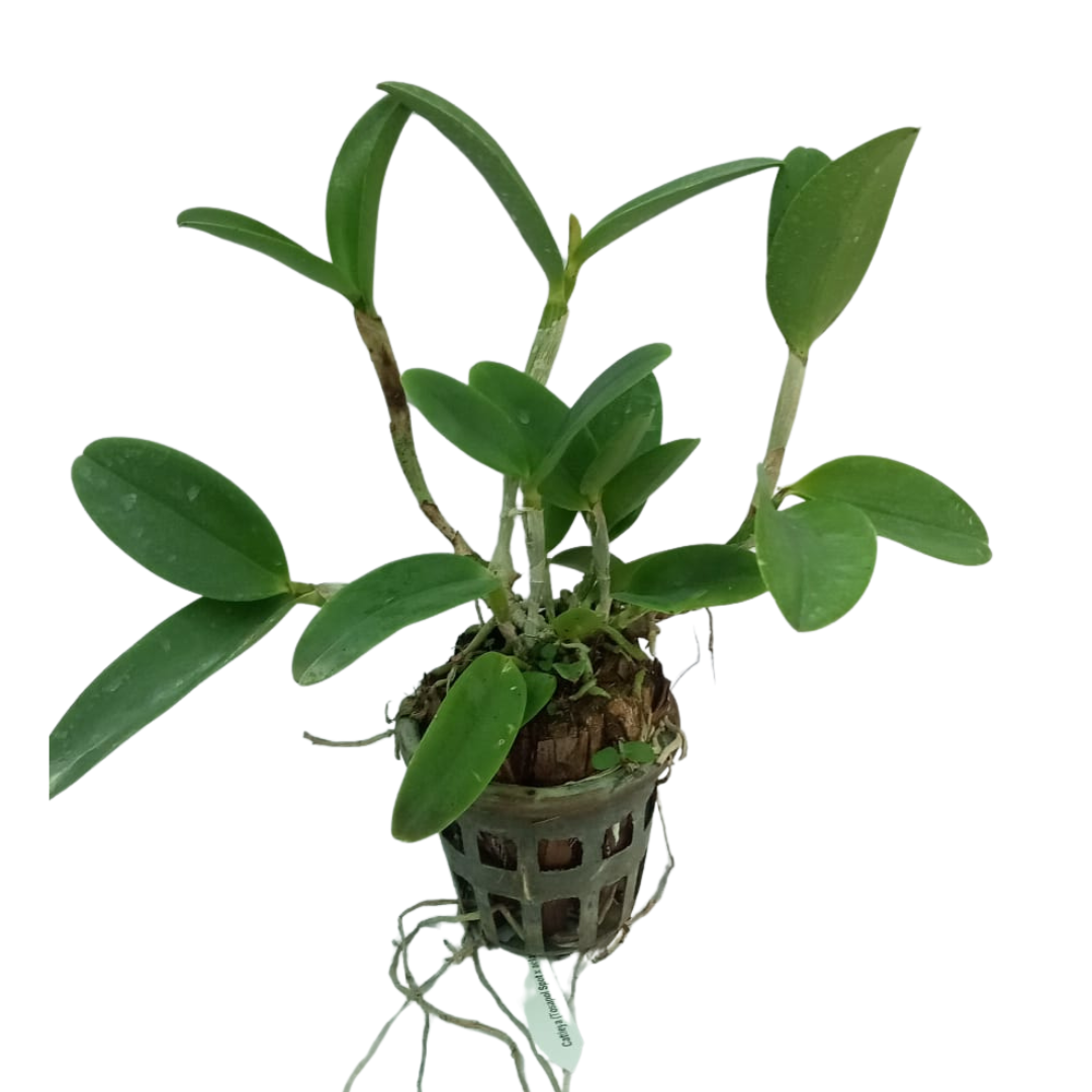Cattleya Tosapol Spot x Aclandiae live orchid plant with healthy green foliage, a distinctive Cattleya hybrid orchid ideal for orchid collections and enthusiasts looking to buy orchid plants online in India.
